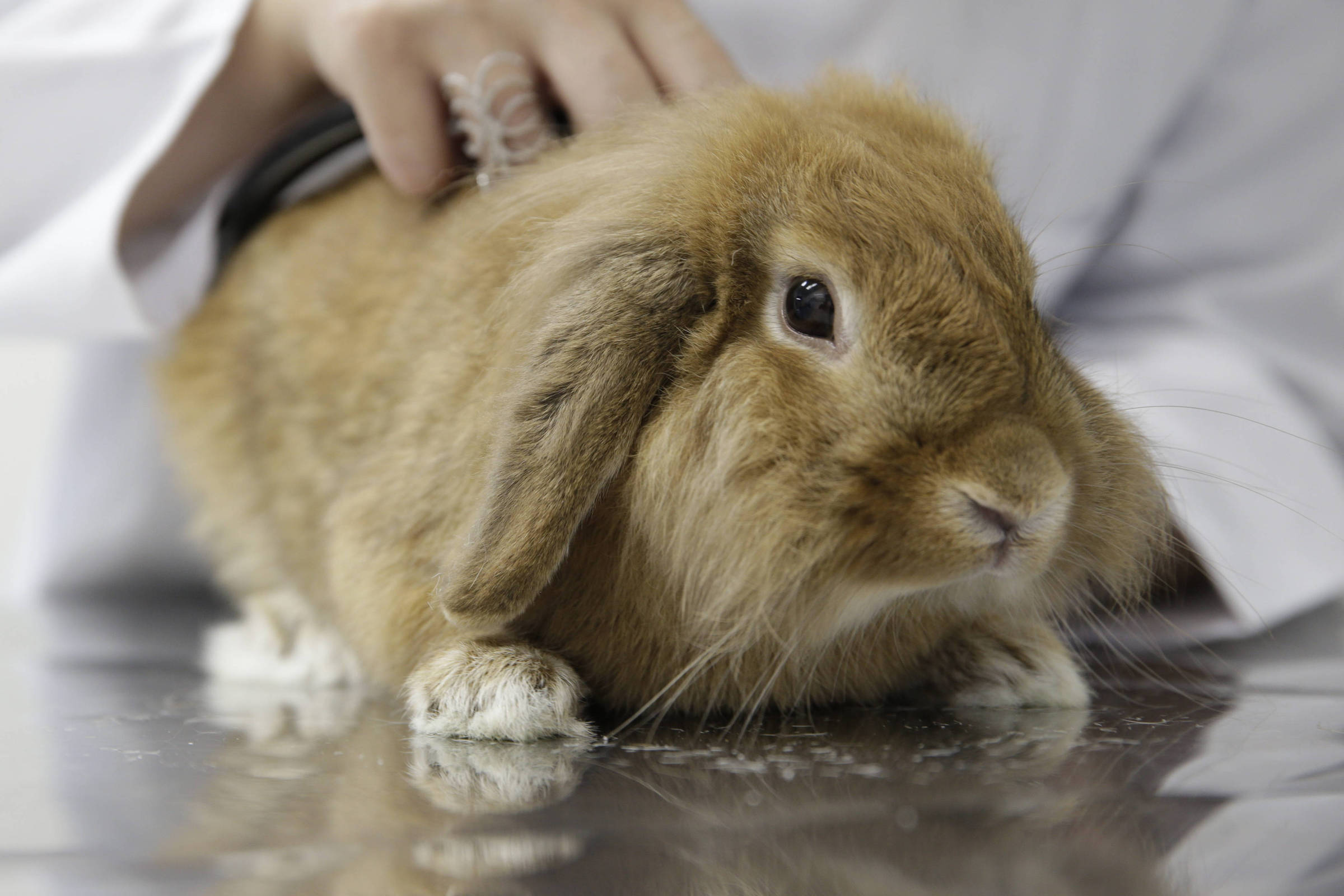 Brasil volta atrás e inclui alternativas a testes em animais em diretriz de ciência