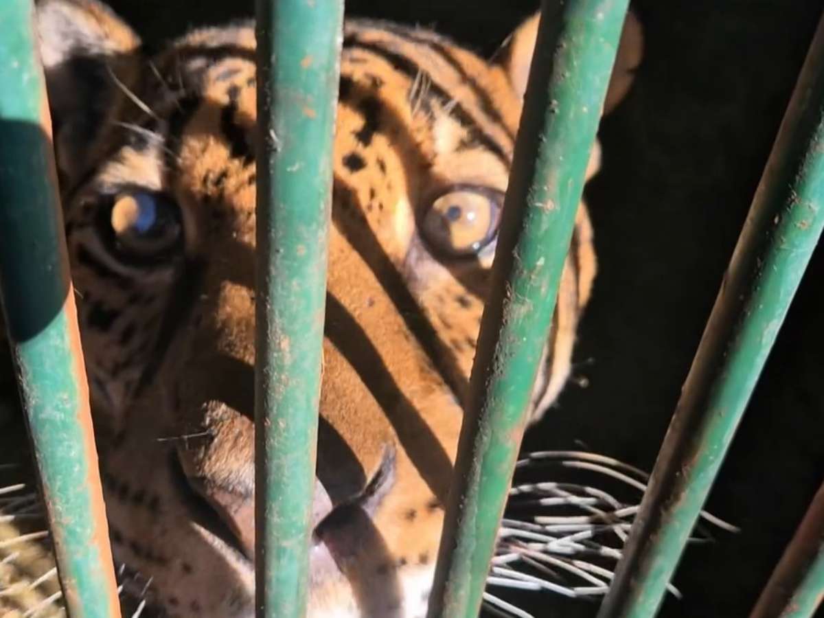 Onça-pintada passa por transfusão inédita no Brasil para tratar doença renal