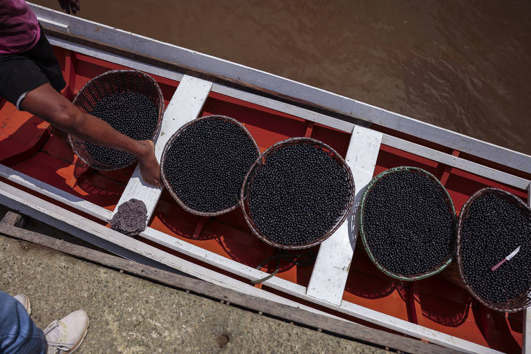 Projetos do Pará recebem R$ 18 milhões para acelerar restauração da floresta