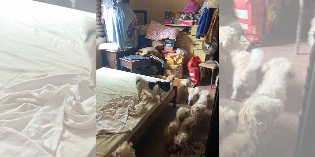 Mulher é multada em R$ 45 mil por manter 15 cães em situação de maus-tratos no interior de SP