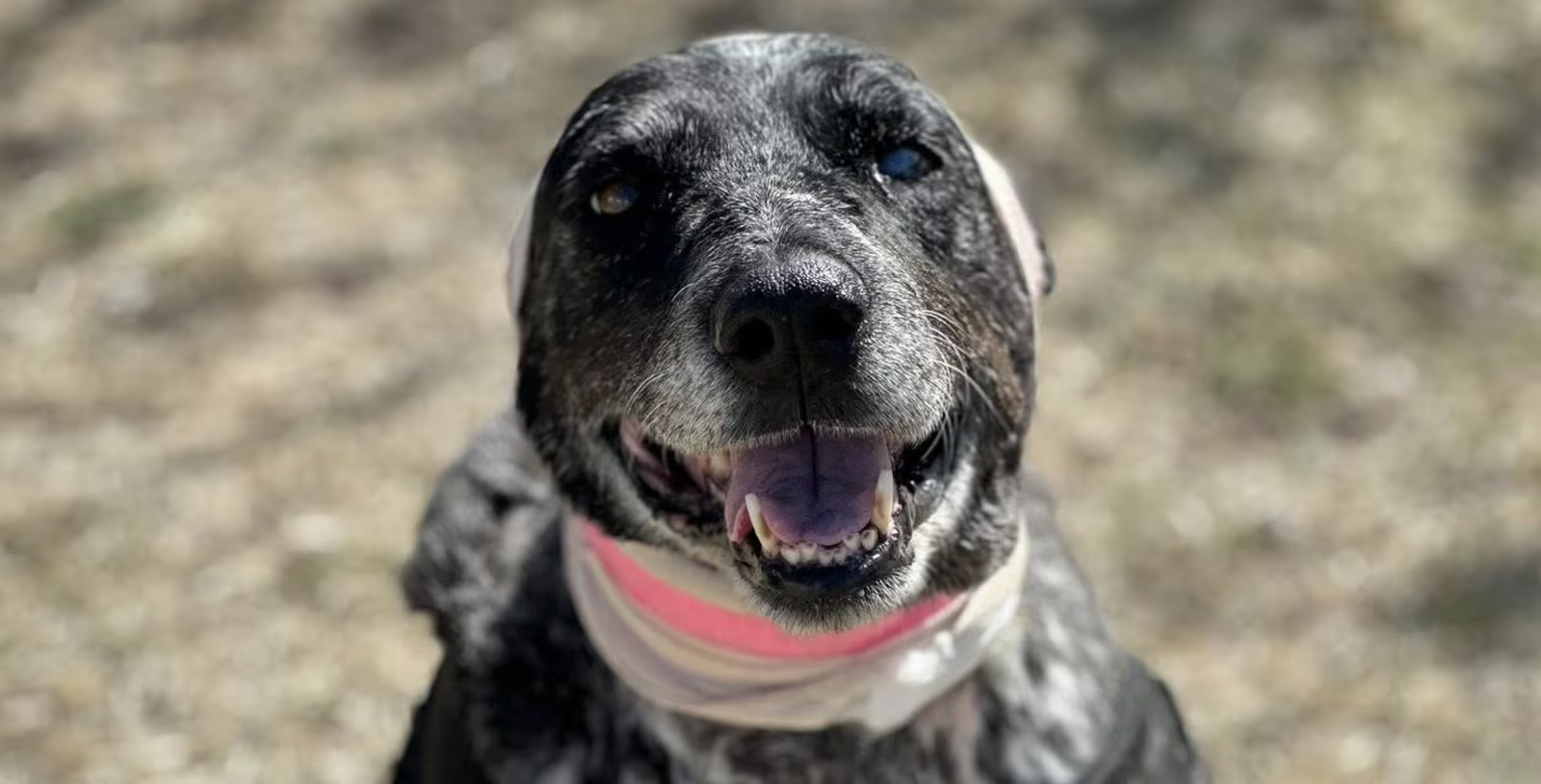 Cachorrinha idosa com deficiência visual enfrenta urso para proteger família