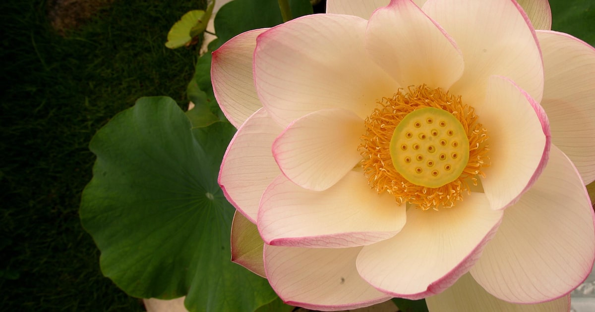 A vontade de um último abraço em minha sogra Cleusa, a flor de lótus que gerava luz ao seu redor