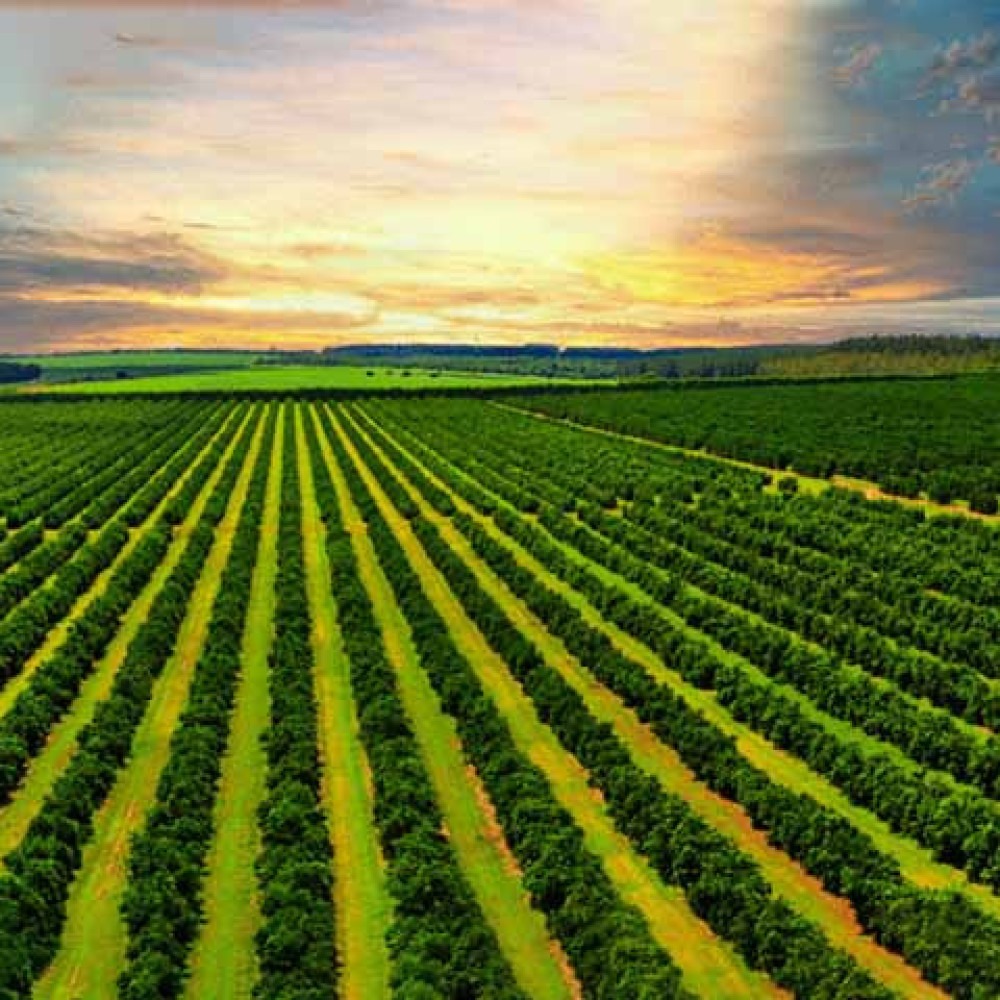 As regras do CNJ para a recuperação judicial no agronegócio