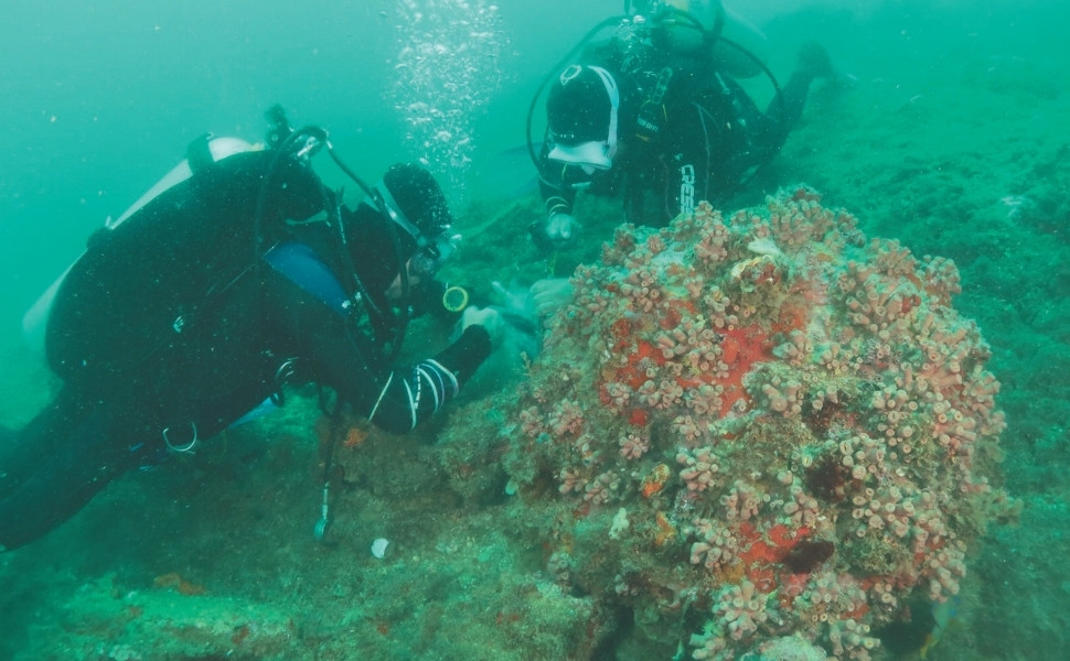 Força-tarefa para conter coral invasor em Guarapari