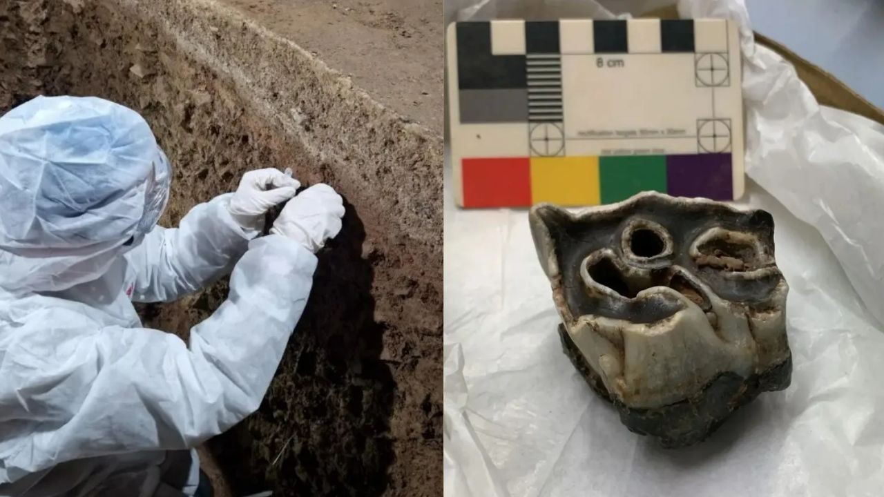 Hipopótamo de 120 mil anos é achado sob castelo no País de Gales e intriga arqueólogos