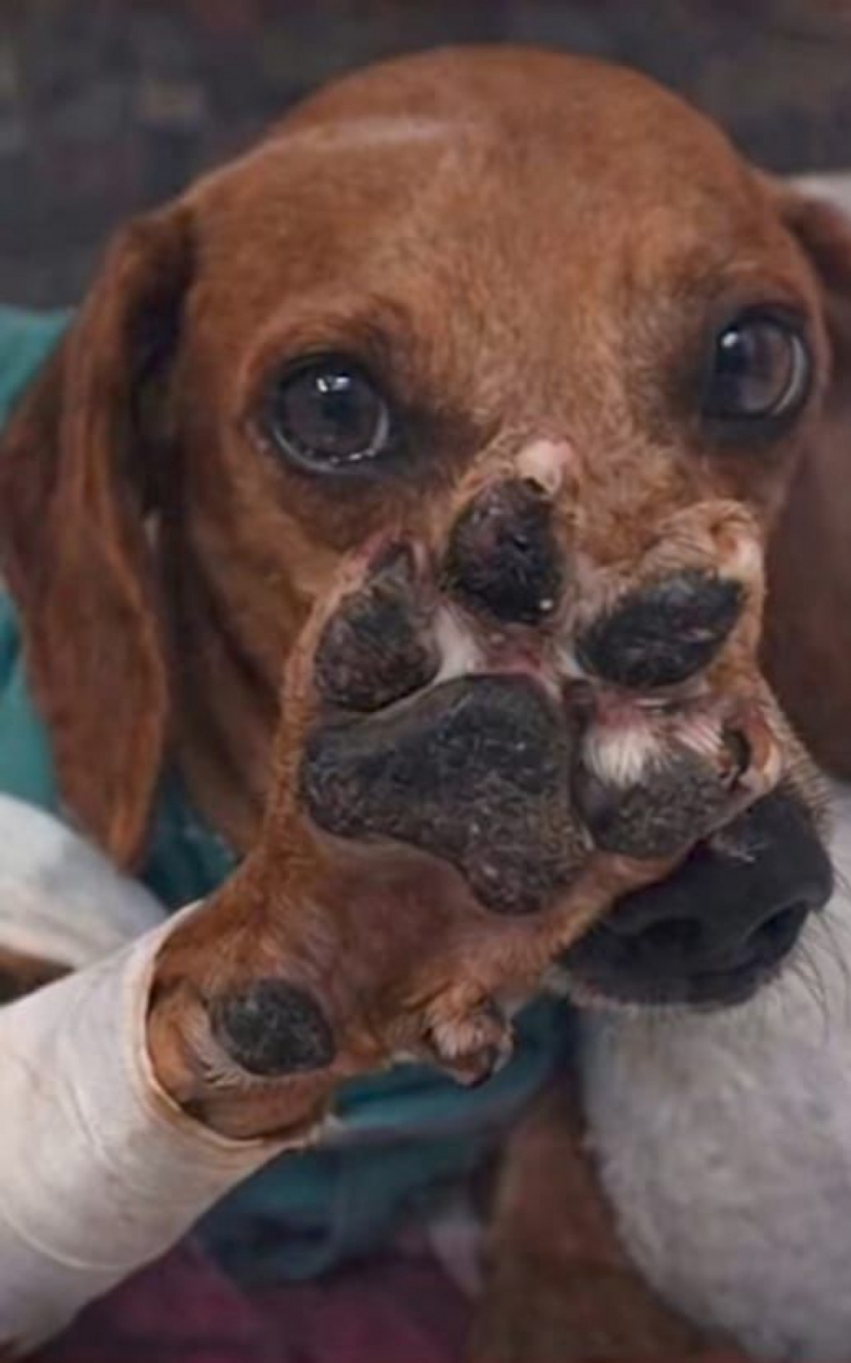 Caso Johnny mobiliza o país e pressiona por avanços na proteção animal