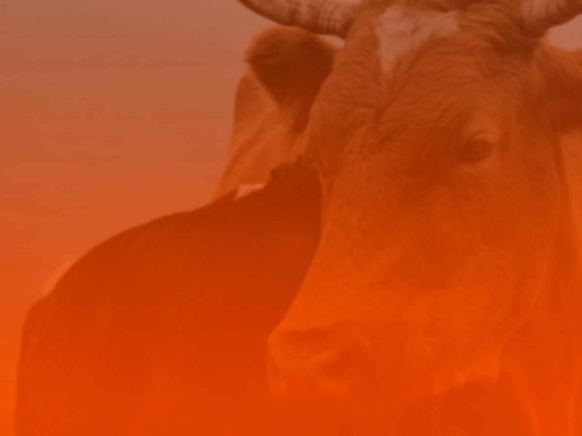 Começou o mês de Touro 2026: o que muda para todos os signos?