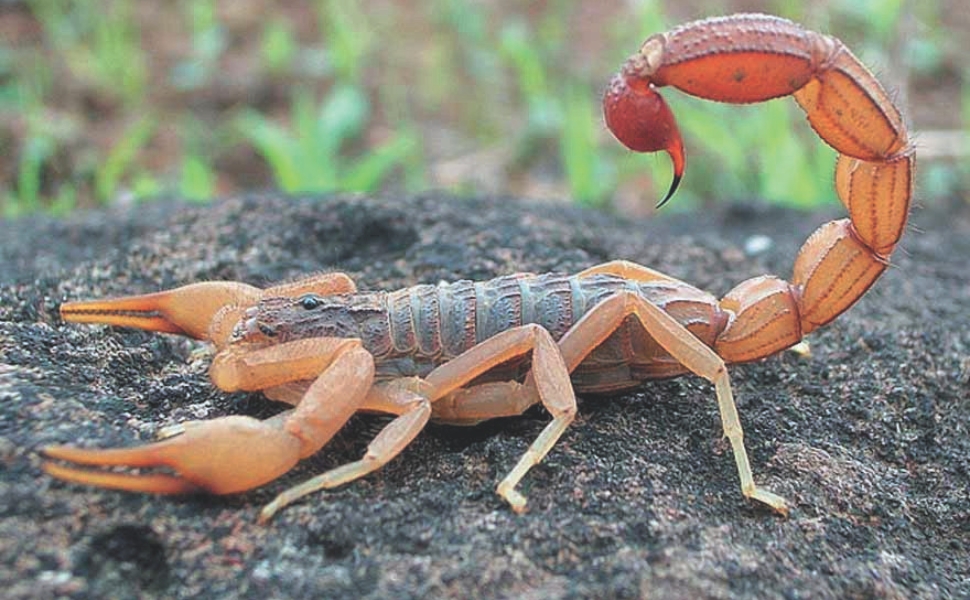 ES já registrou mais de 1.000 acidentes com escorpião em 2026