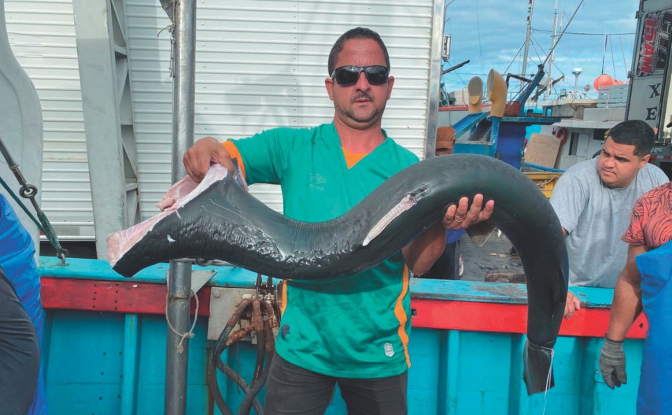 Pescadores querem licença para pegar mais tubarões