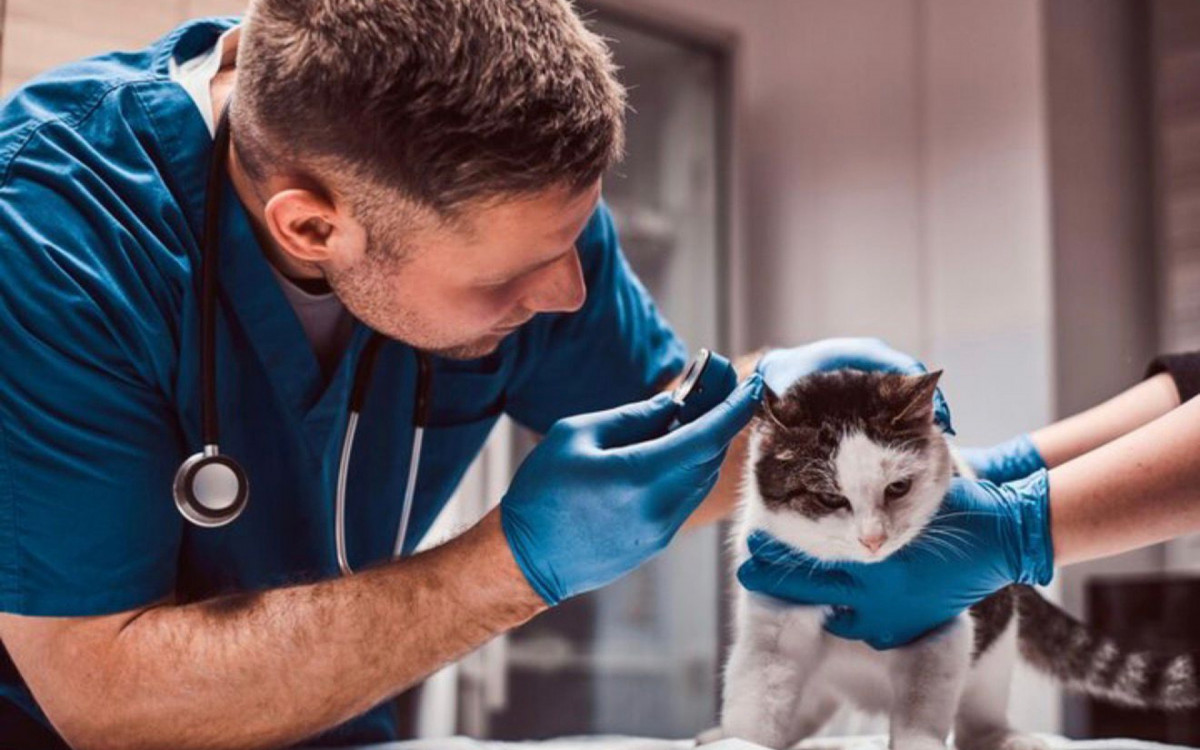 Dia Mundial da Medicina Veterinária destaca mais de 200 mil profissionais no Brasil