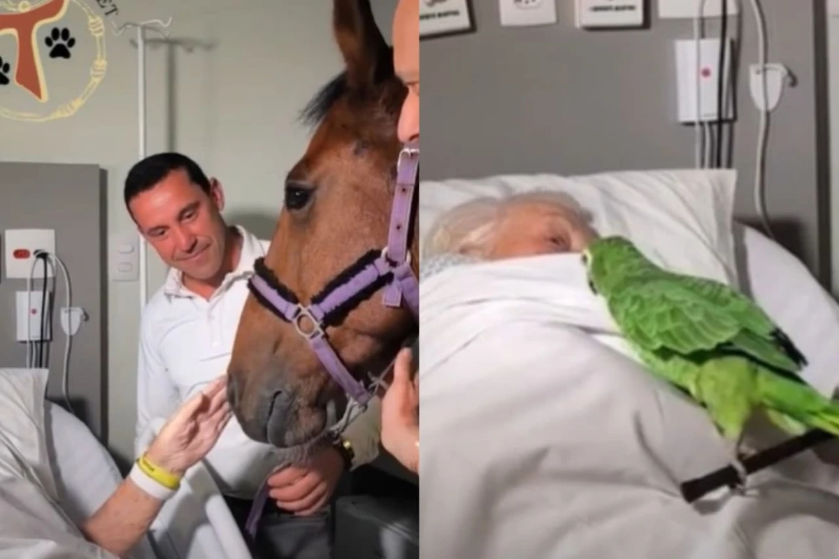 Cavalo, papagaio e galinha visitam pacientes em hospital de SP