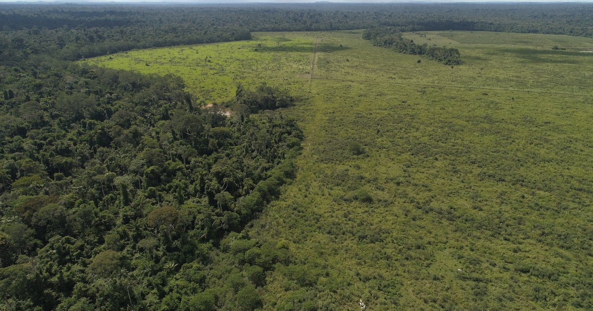 Perda de floresta tropical no mundo cai 36%, com impulso de queda do desmatamento no Brasil
