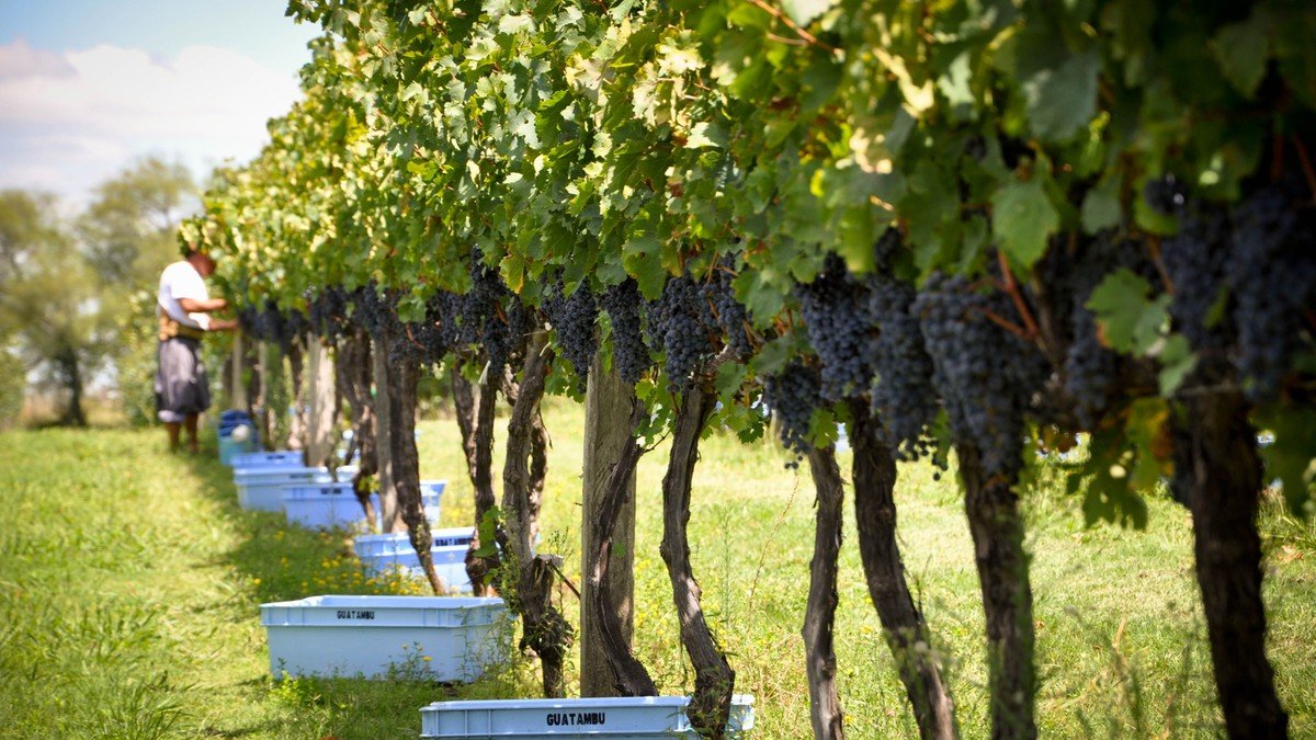 Campanha gaúcha se firma como polo de vinhos finos