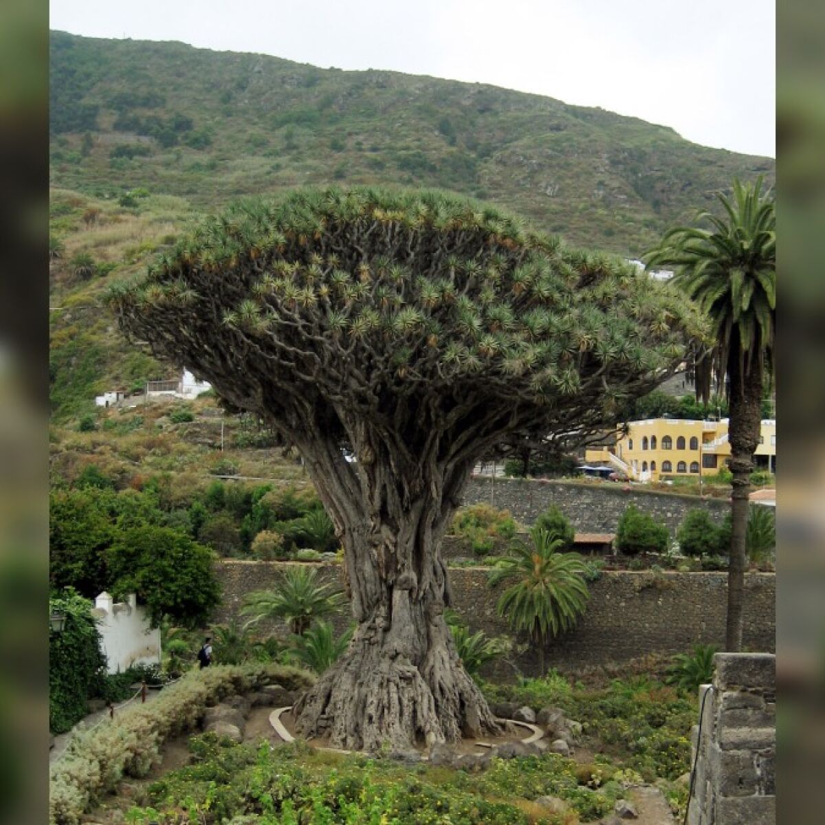 Arvore peculiar na Ilha de Socotra com folhas que parecem sangrar, cercada por uma equipe de cientistas.