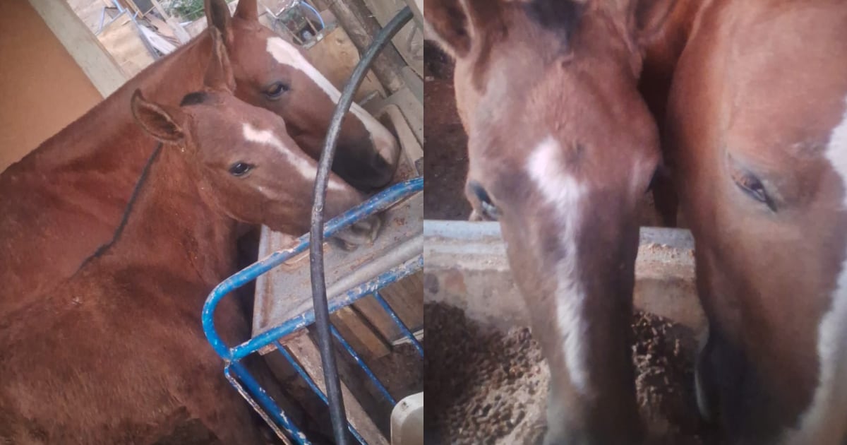 Égua da Copasa: morte trágica em adutora de BH expõe riscos de animais de grande porte em centros urbanos
