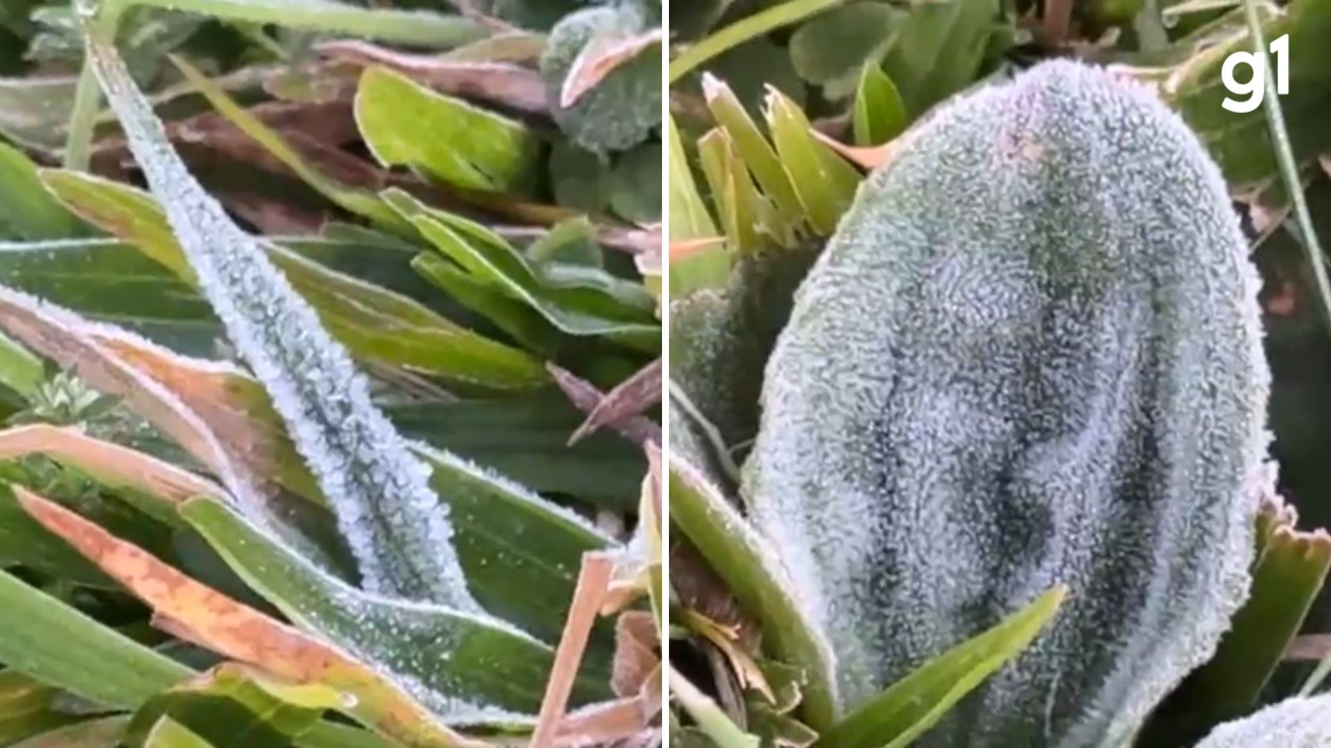 Semana começa com geada e temperaturas próximas de 0°C no RS