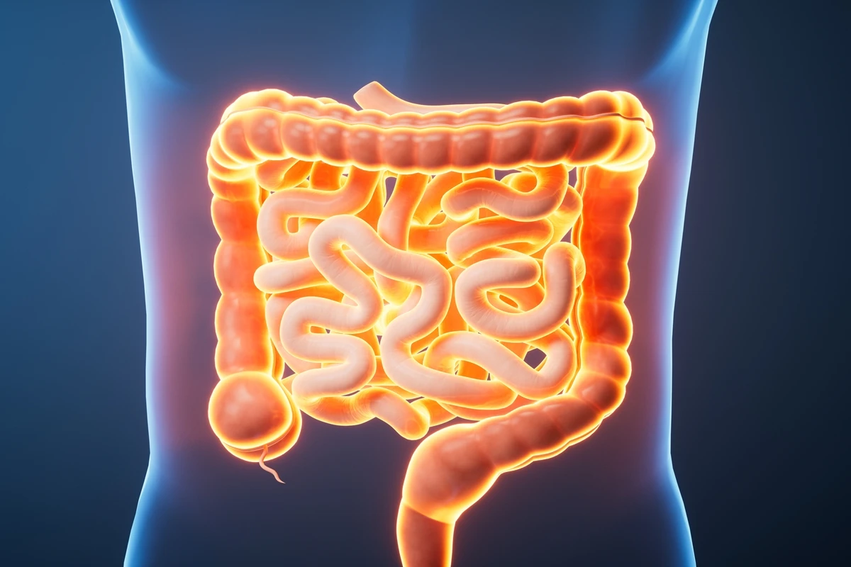Médica cita bebidas alcoólicas que mais afetam a microbiota intestinal