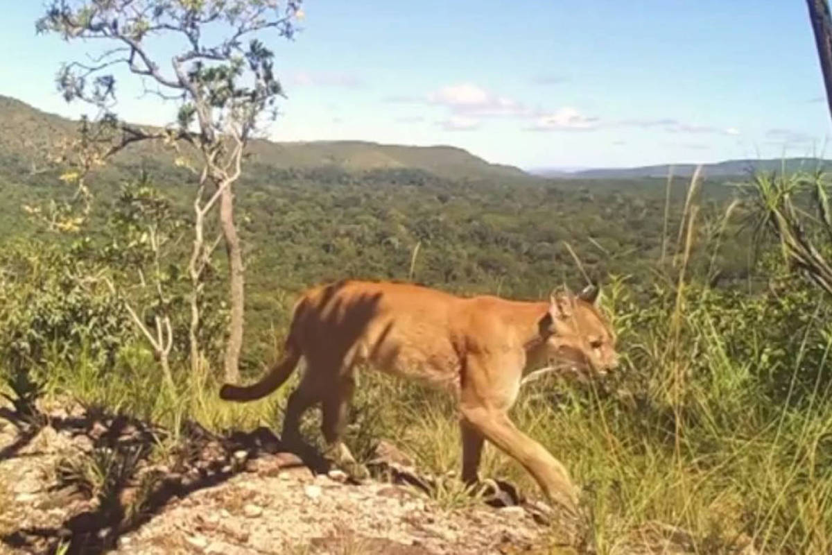 Chapada dos Veadeiros: Menina é atacada por onça-parda