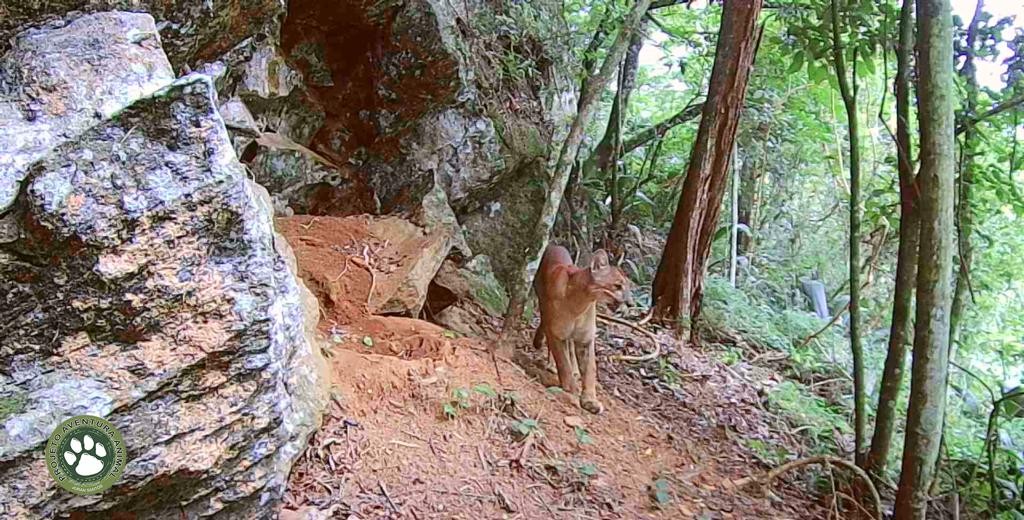 Menina atacada por onça-parda na Chapada dos Veadeiros passa por cirurgia plástica reparadora no rosto