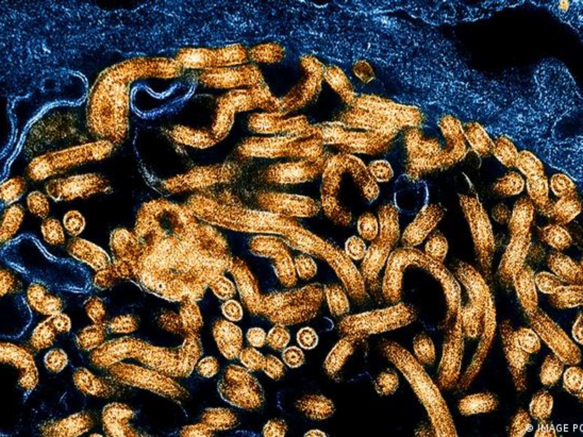 OMS declara surto de ébola na África emergência de saúde global