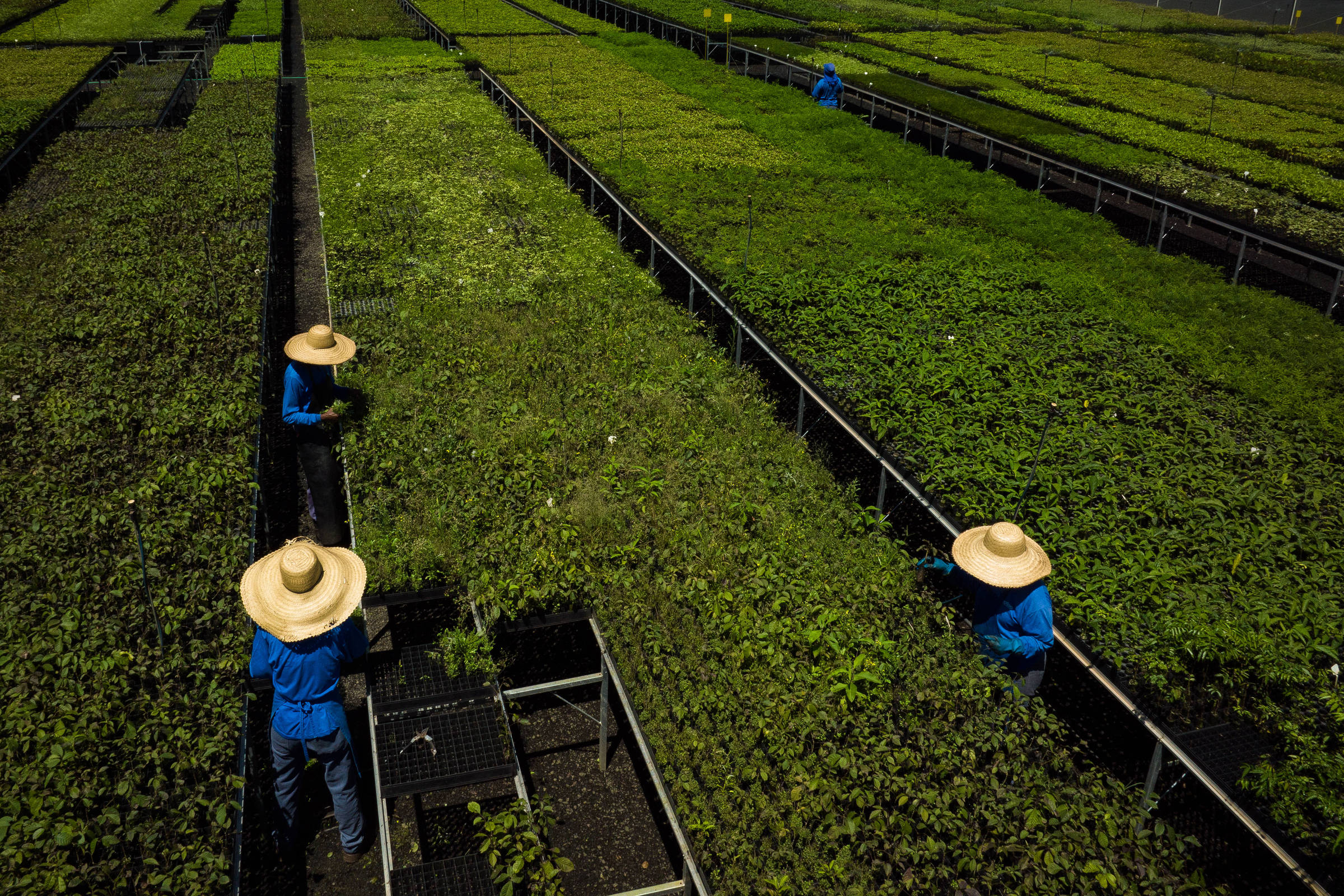 Re.green emite primeiros créditos de carbono com restauração nativa da mata atlântica