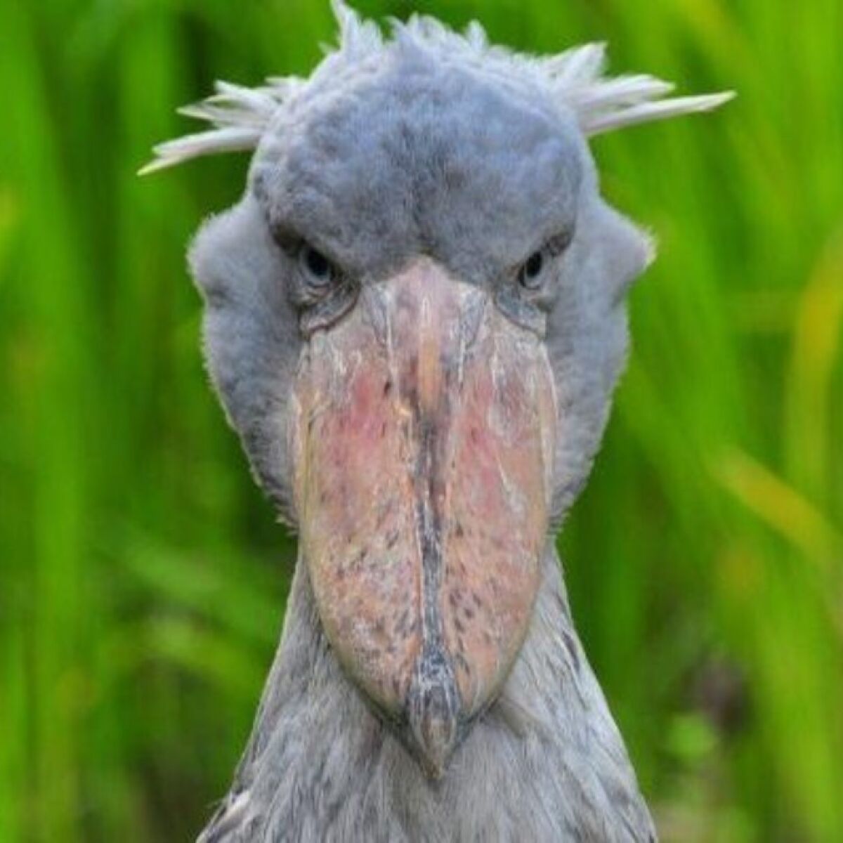 Jornalista segura câmera em frente a aves com cantos agressivos em ambiente sombrio.