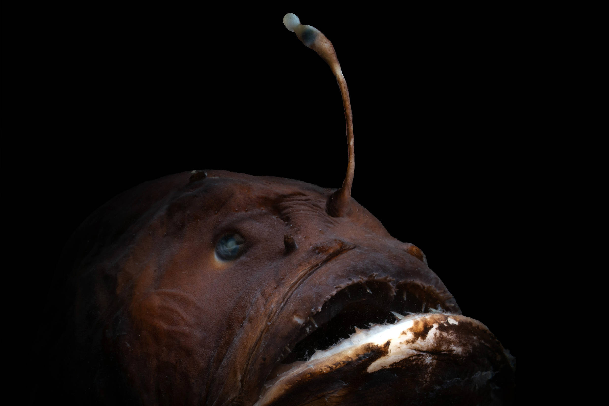 Iscas de fêmeas de peixe-pescador evoluíram para atrair não só presas, mas parceiros