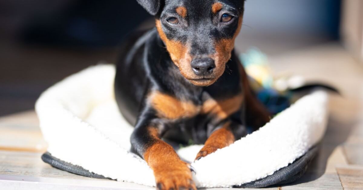 Pinscher e chihuahua: 8 características que diferenciam as duas raças