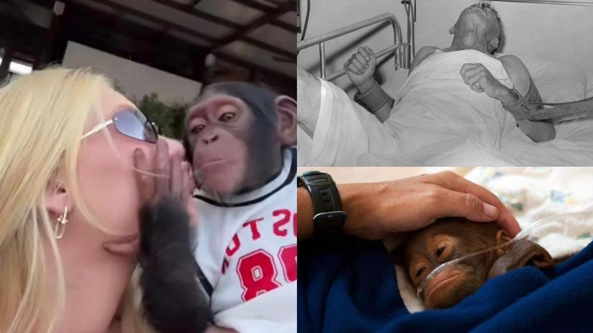 Beijo pode? Doenças que humanos e macacos podem transmitir uns aos outros