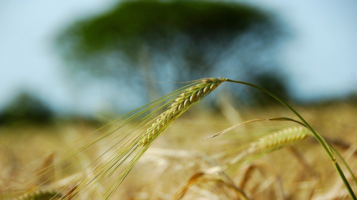 Em tempos de El Niño, confira estratégias para realizar uma boa safra de inverno