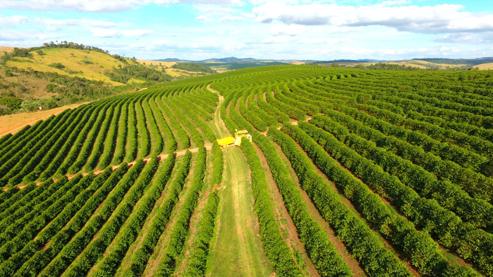 Produtores travam vendas de café apesar da expectativa de safra recorde para 2026