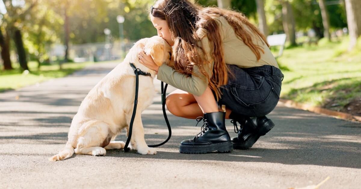 Cachorro não quer passear: veja as causas e o que fazer
