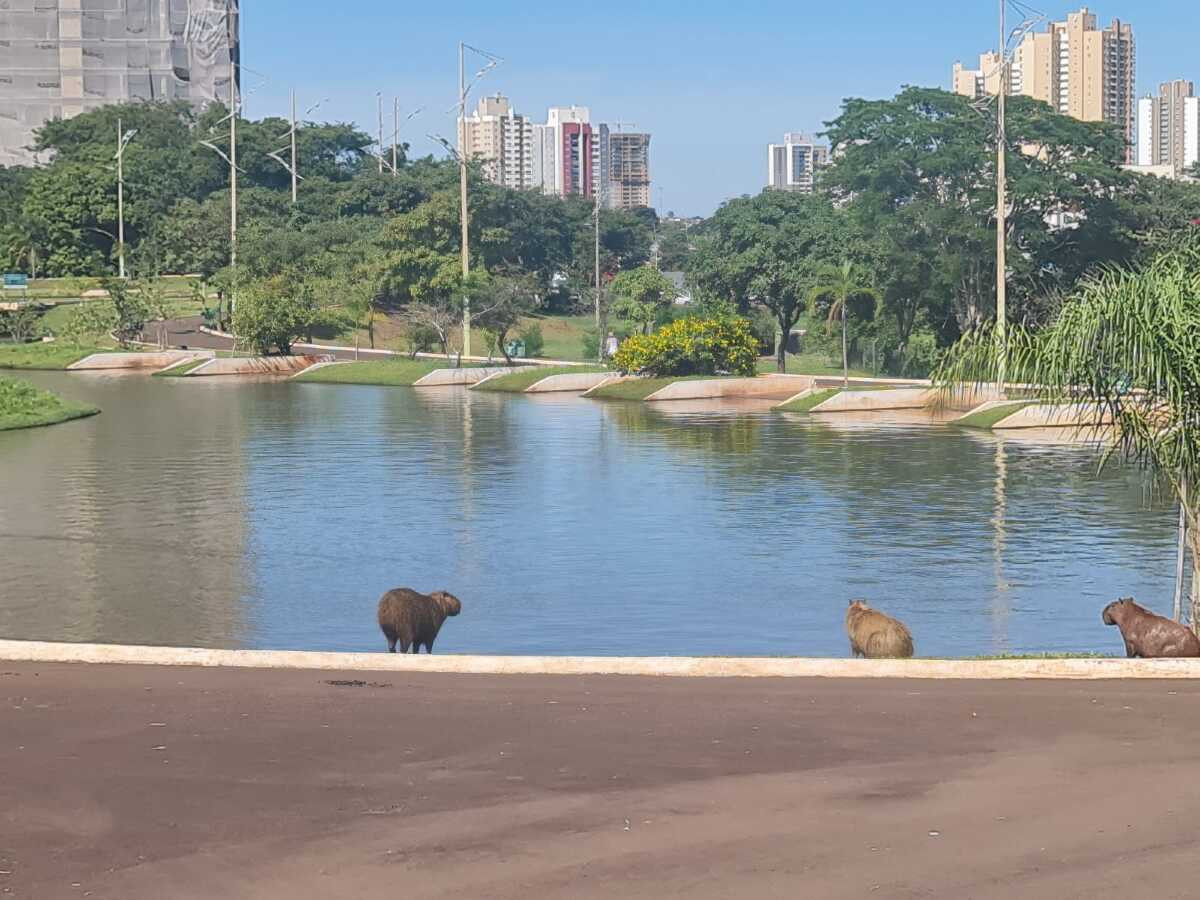 Mato Grosso do Sul terá calor de até 34°C e baixa umidade até sexta-feira