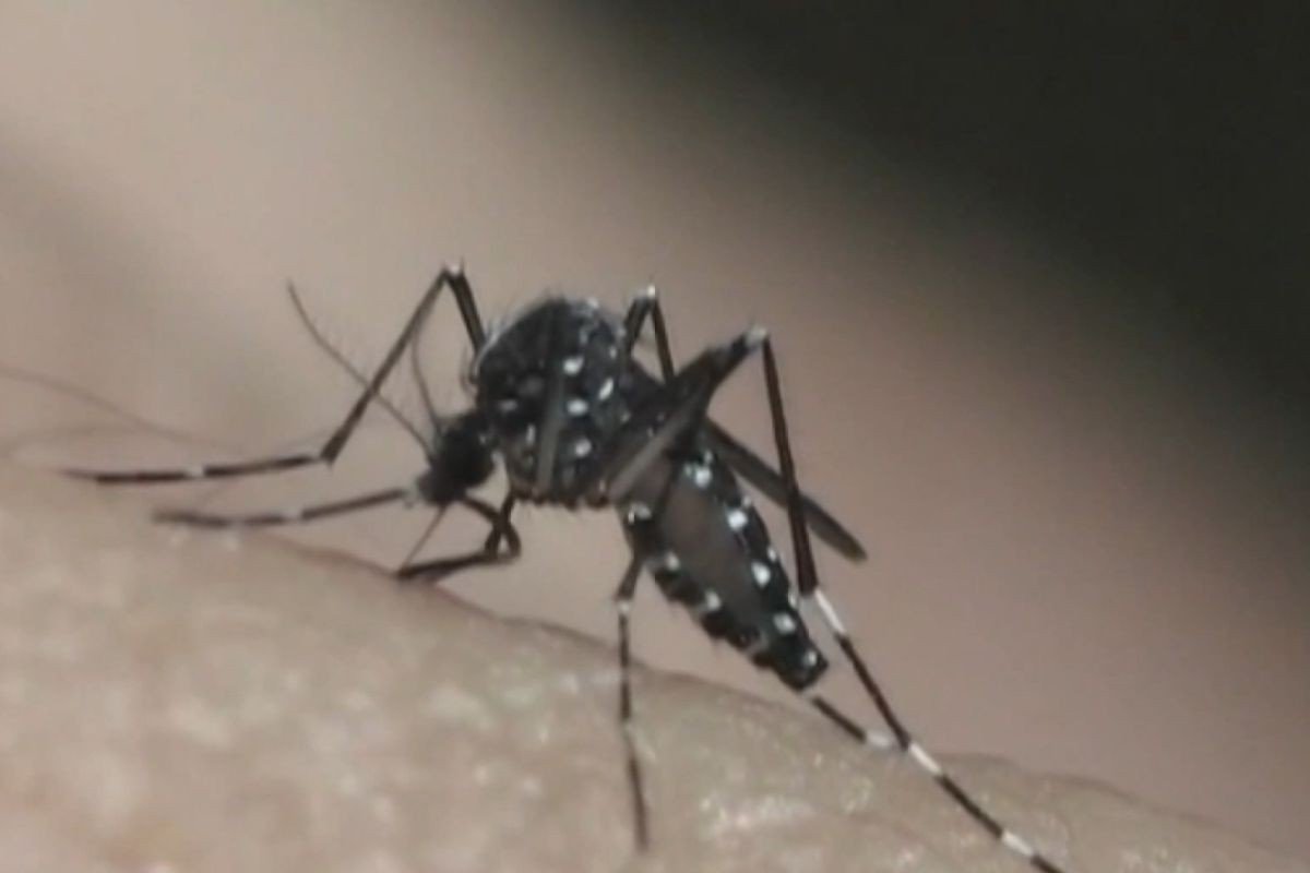 Taubaté confirma 5ª morte por dengue em meio a epidemia