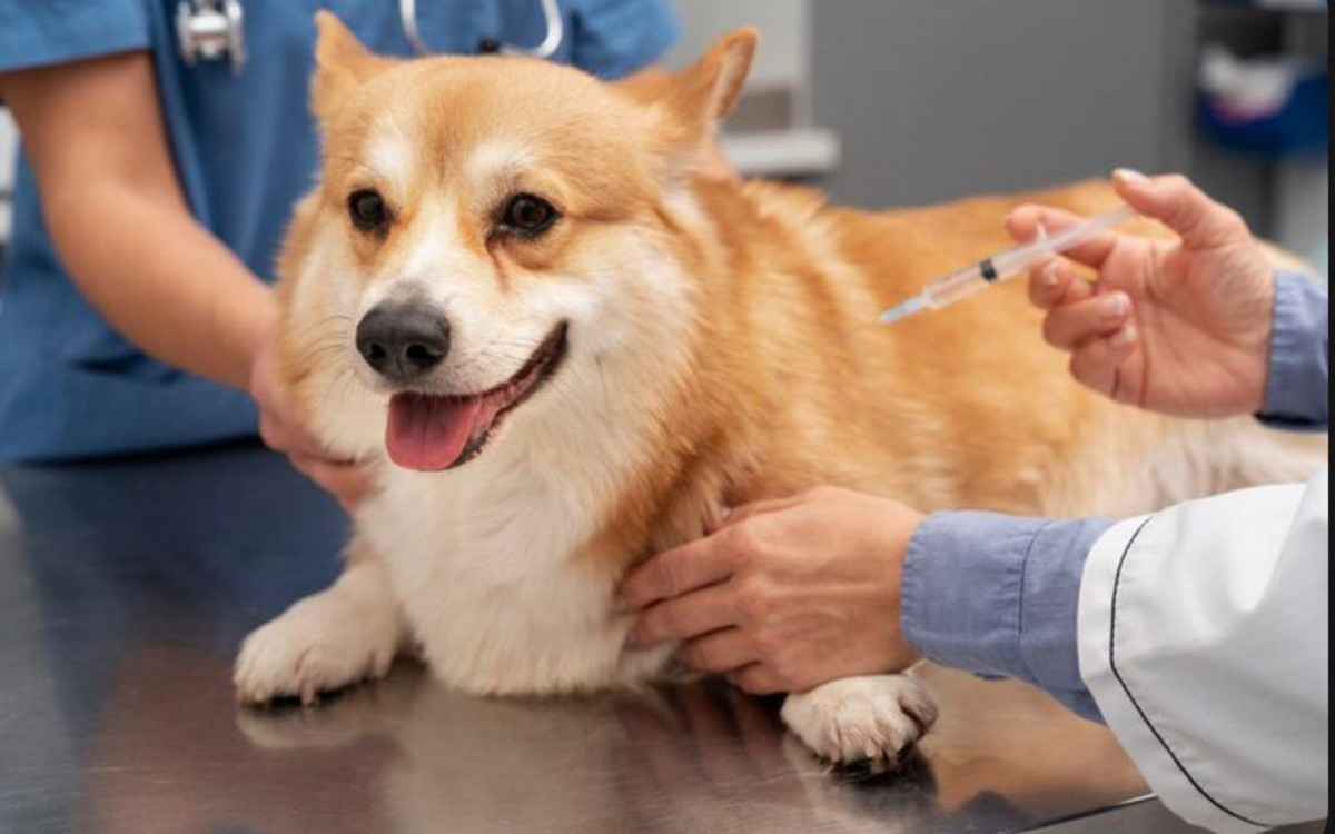 Vacinação antes do frio ajuda a proteger cães e gatos contra gripe