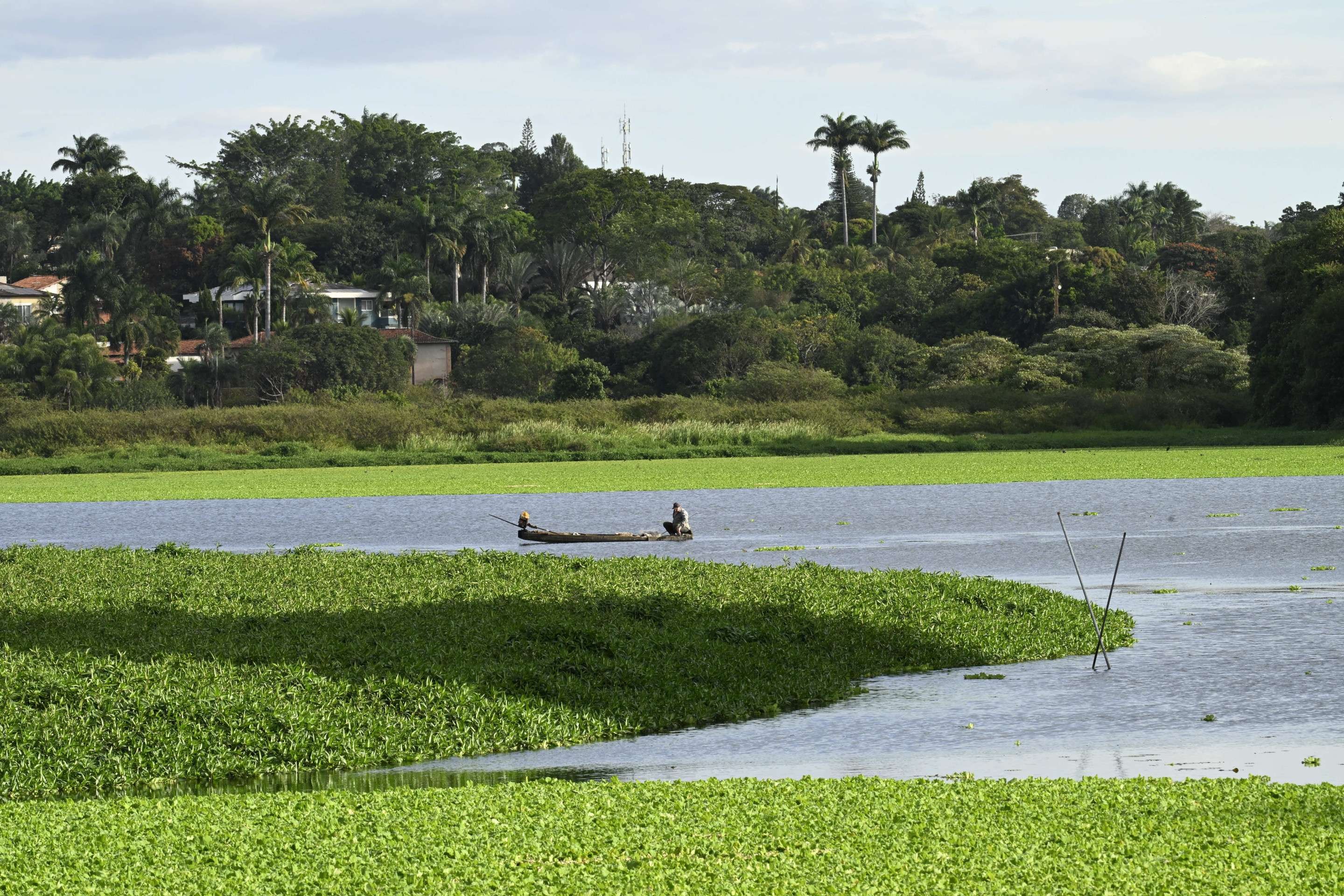 Uma ameaça para o lago: espécies invasoras avançam sobre o Paranoá