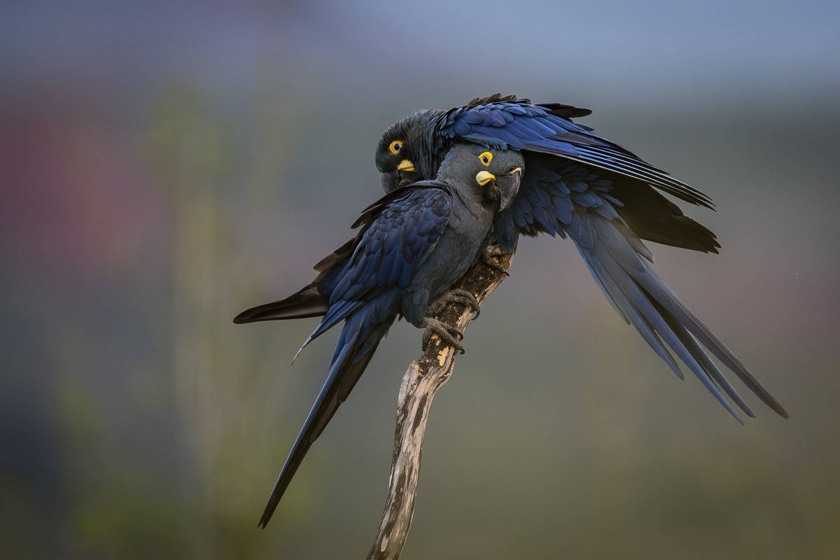 Rede elétrica em expansão na Bahia ameaça habitat da arara-azul-de-lear.