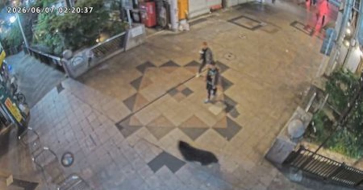 Urso negro selvagem é capturado no Japão após caçada que chamou a atenção do país