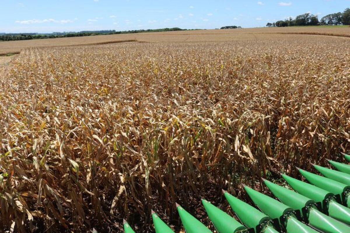 Milho segunda safra consolida renda no campo e avança na agroindustrialização de MT