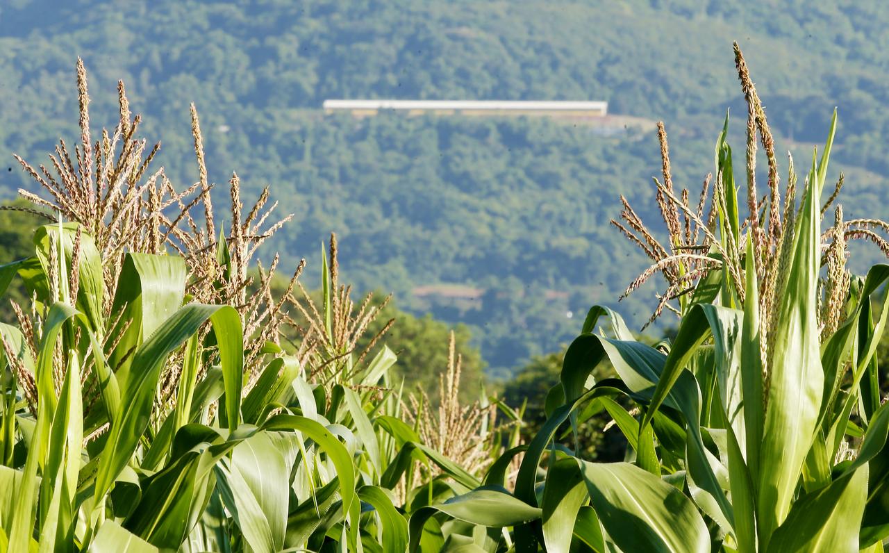 Como o Brasil sabota seu agronegócio