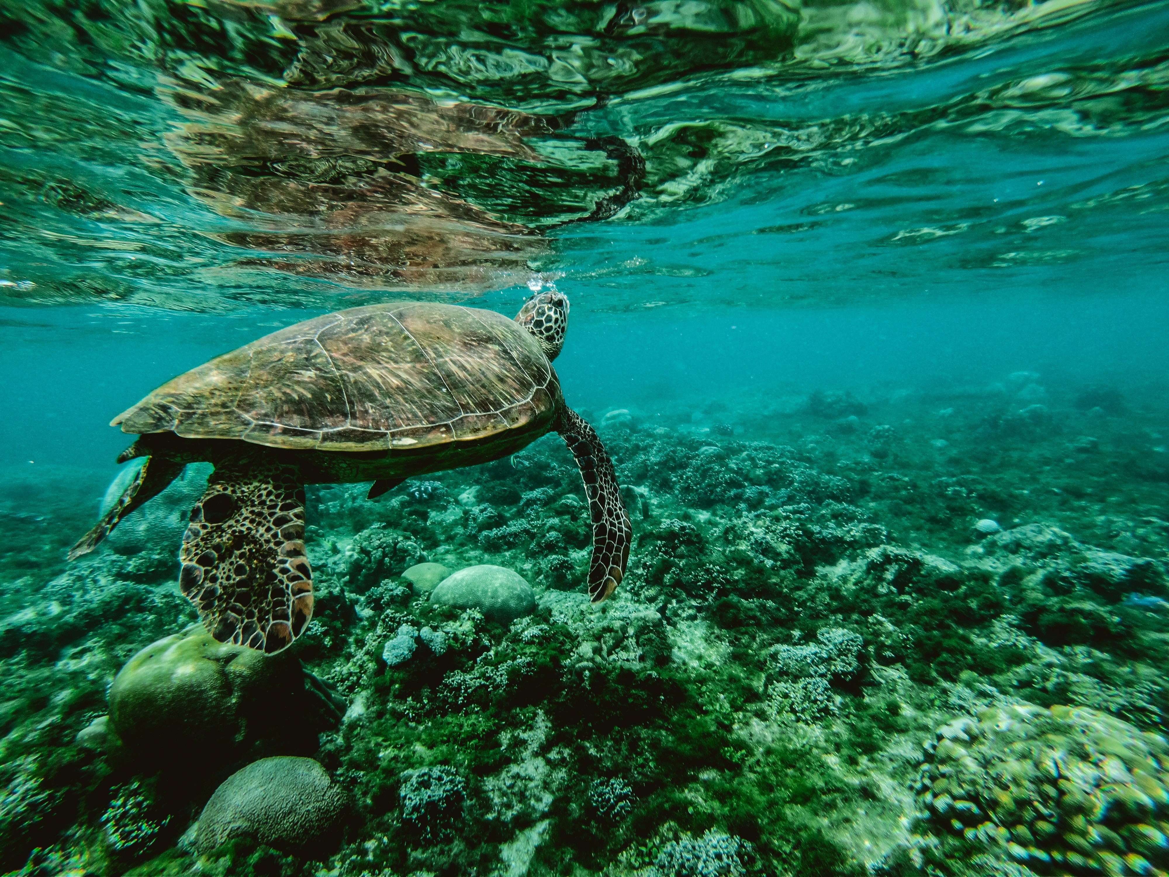 China acusa serviços estrangeiros de usar 'tartarugas espiãs' e peixes com sensores para mapear seu litoral