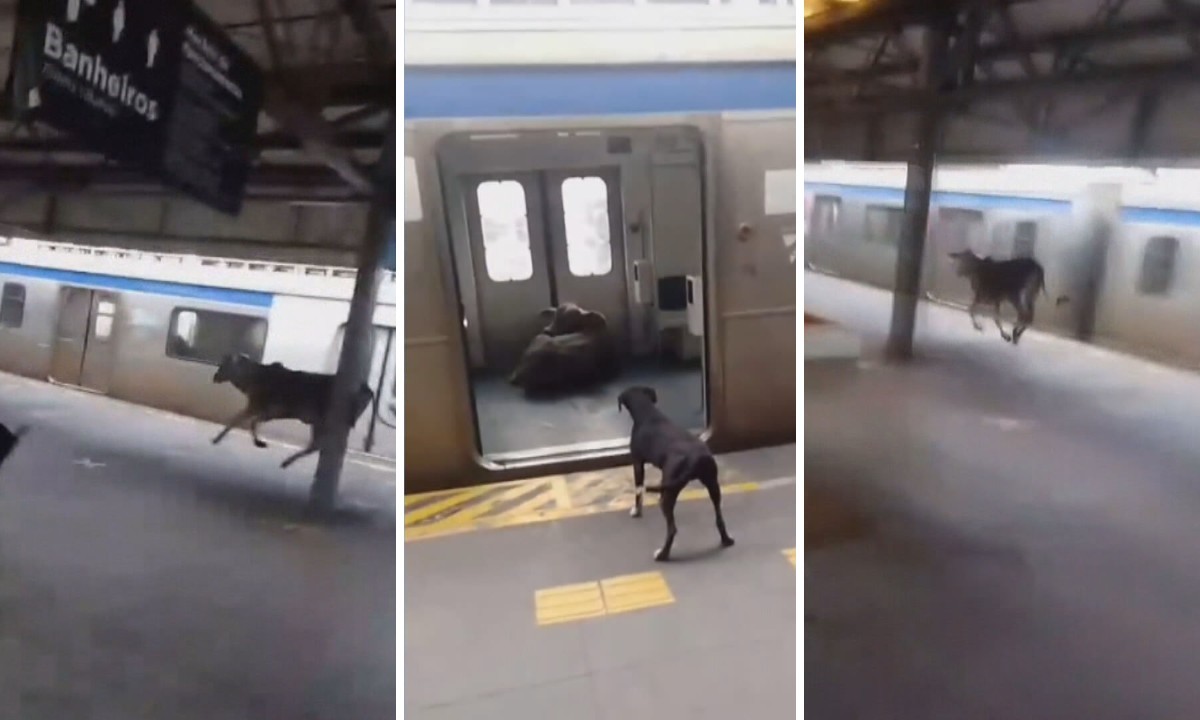 Bezerro invade estação de trem Japeri e assusta passageiros