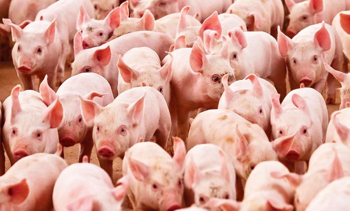 Fazendeiros de Mato Grosso cuidam de porcos em pastagem.