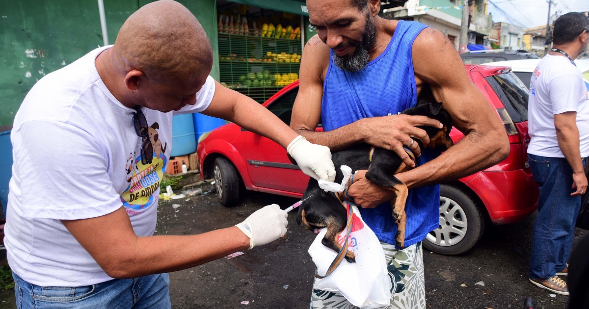 Salvador inicia campanha de vacinação para cães e gatos a partir desta segunda-feira