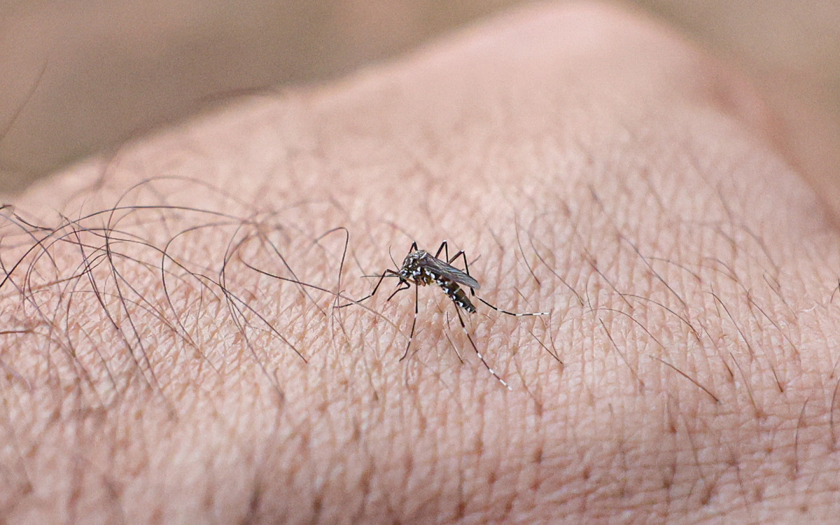 Anvisa autoriza produção de Aedes aegypti com bactéria