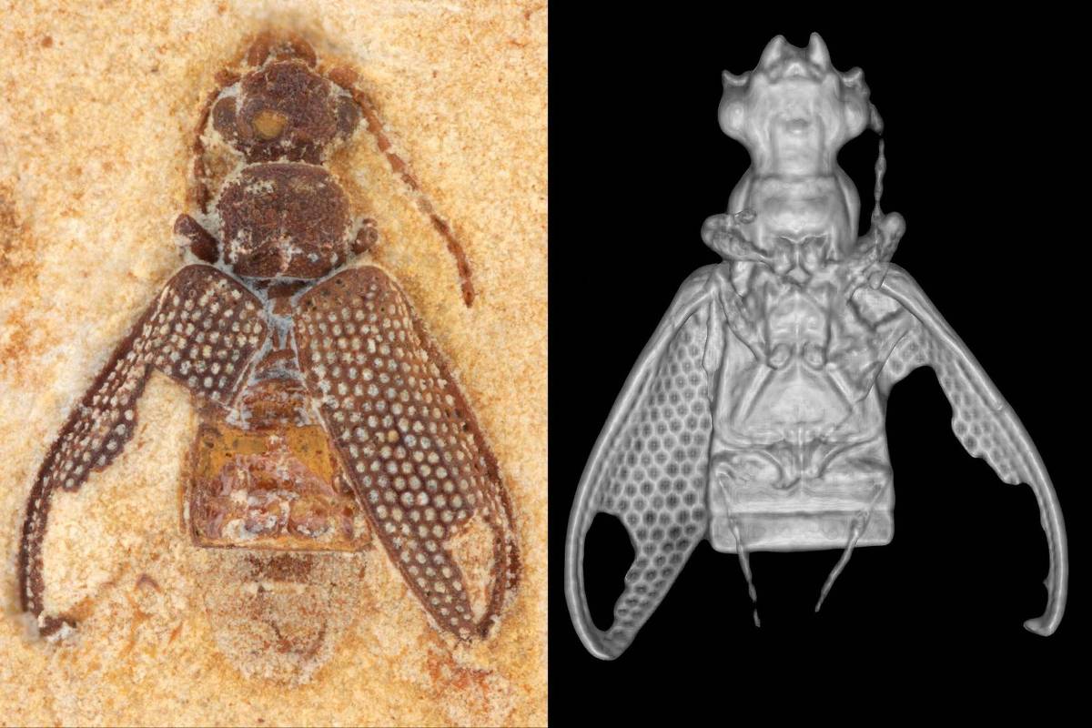 Fósseis encontrados no Nordeste revelam besouros da Era dos Dinossauros