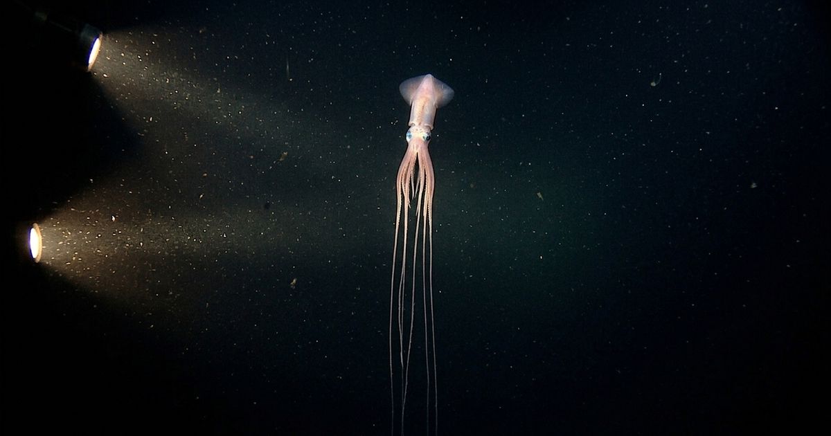 Encontrada nas profundezas do mar, essa lula surpreende com braços enormes e aparência digna de um filme de alienígena