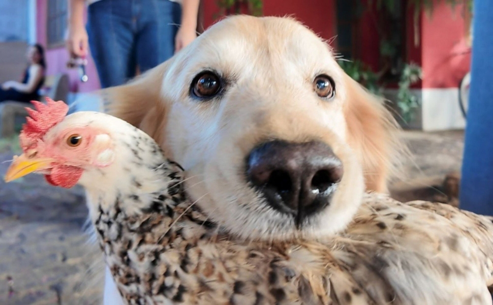 Golden retriever e galinha viram dupla inseparável em Castelo e encantam a web