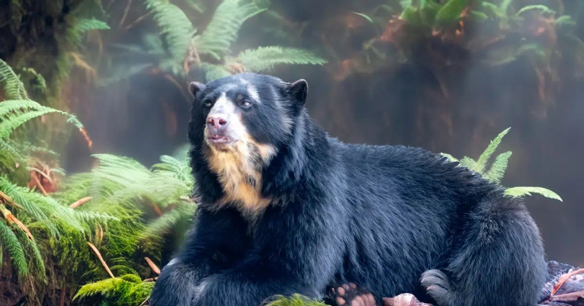Urso-de-óculos: 7 curiosidades sobre o único urso nativo da América do Sul