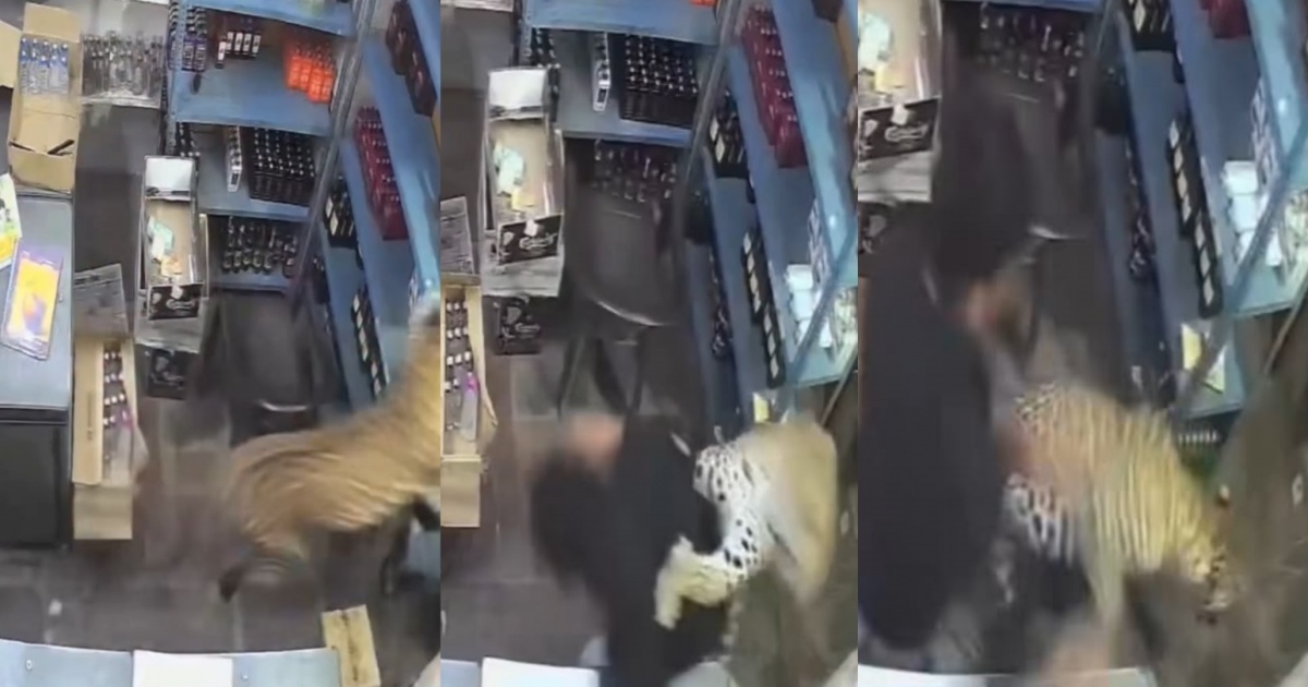 VÍDEO: Leopardo ataca três homens e acaba trancado em loja de bebidas na Índia